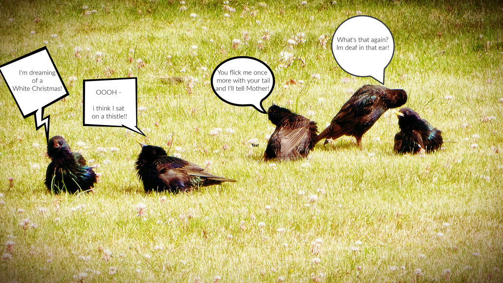 Bird Talk.. by maggiemae