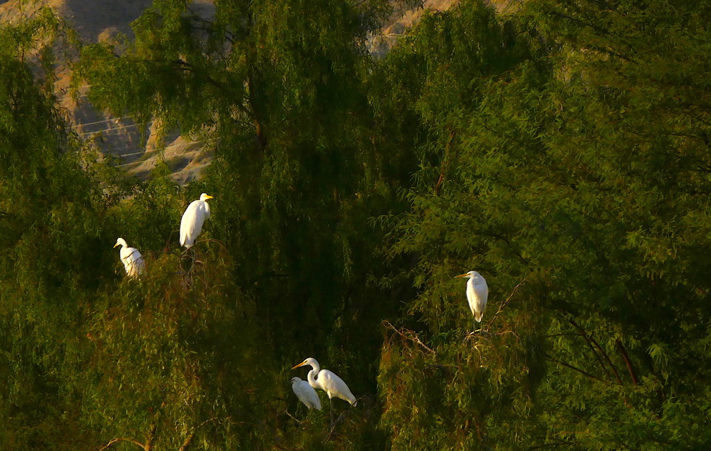 Egrets in the Treetops by redy4et