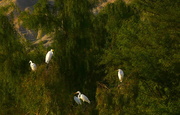 18th Dec 2020 - Egrets in the Treetops