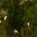 Egrets in the Treetops by redy4et