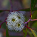 Eucalyptus flower by gosia