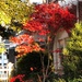 Japanese maple by congaree