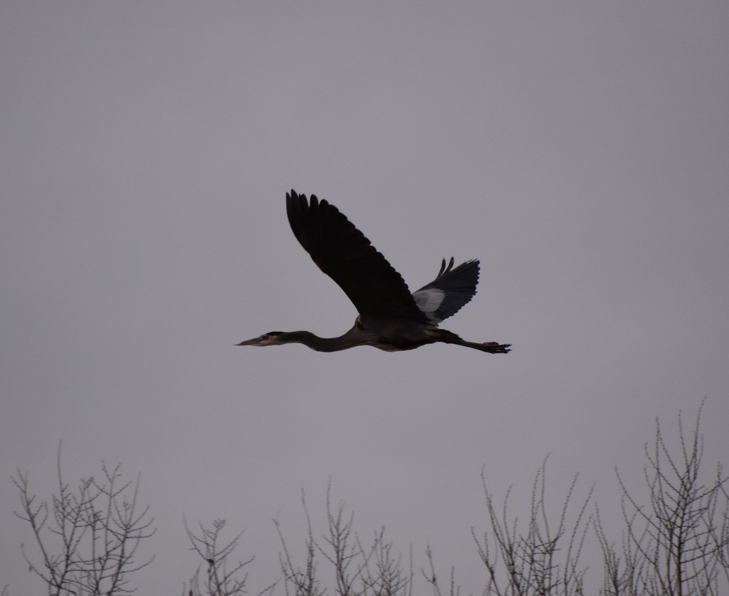 Great Blue Heron On A Cloudy Day. by bigdad
