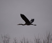 19th Dec 2020 - Great Blue Heron On A Cloudy Day.