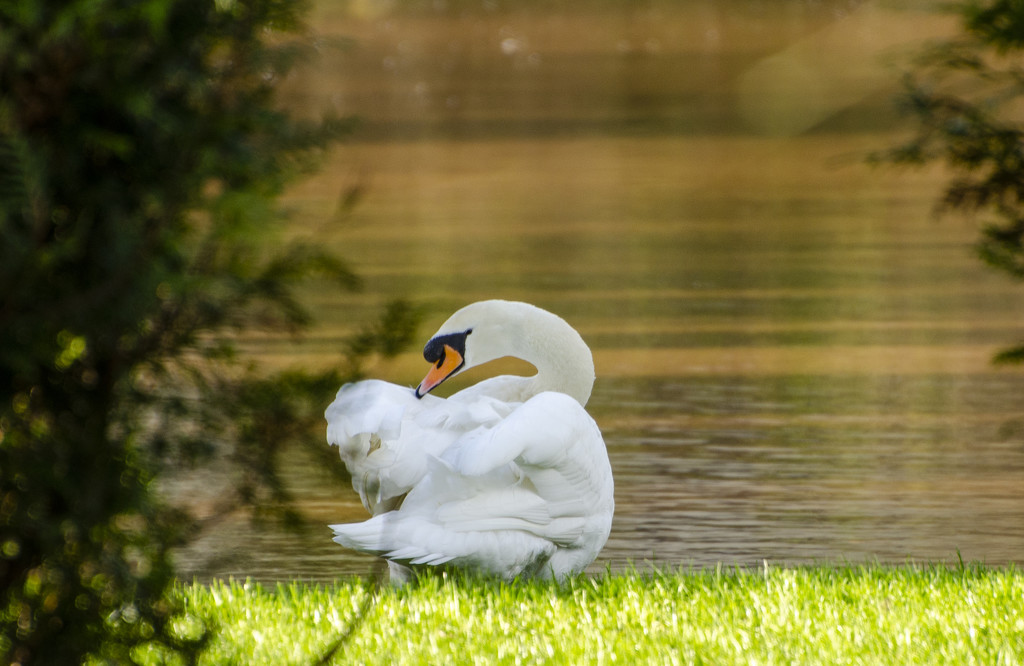 Swan on Yazor Brook by clivee