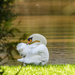 Swan on Yazor Brook by clivee