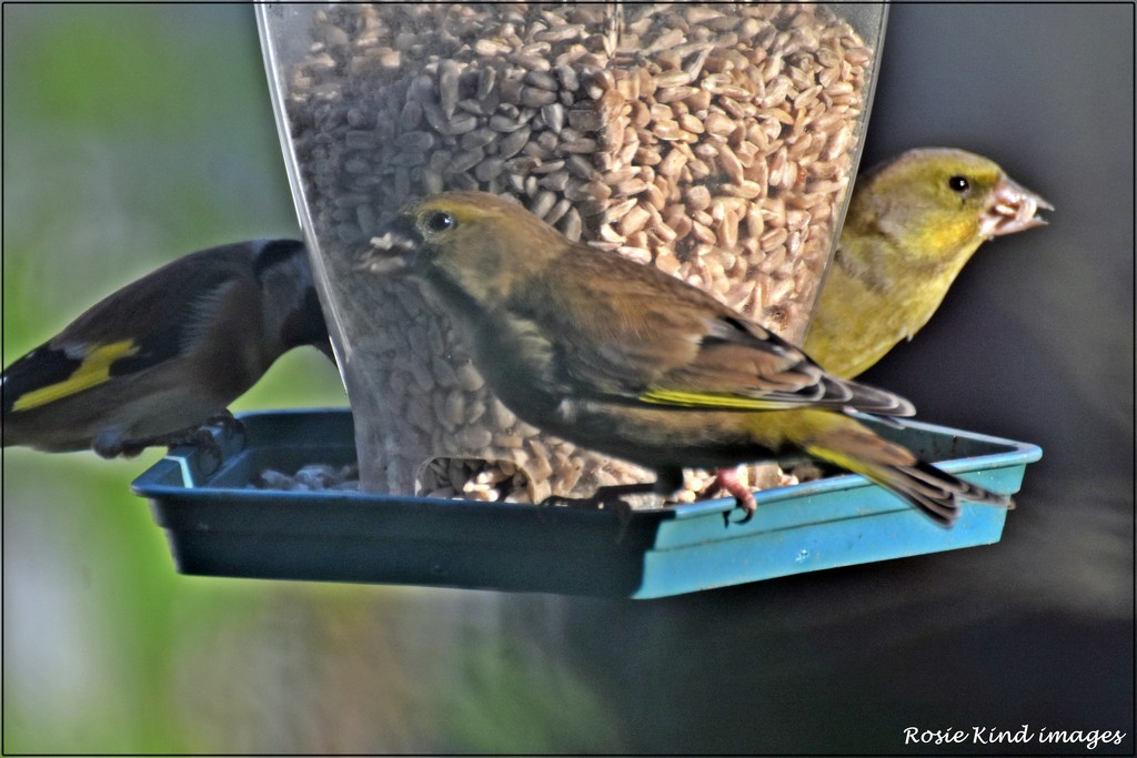 Two greenfinches today by rosiekind
