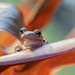 Frog in front yard by dutchothotmailcom
