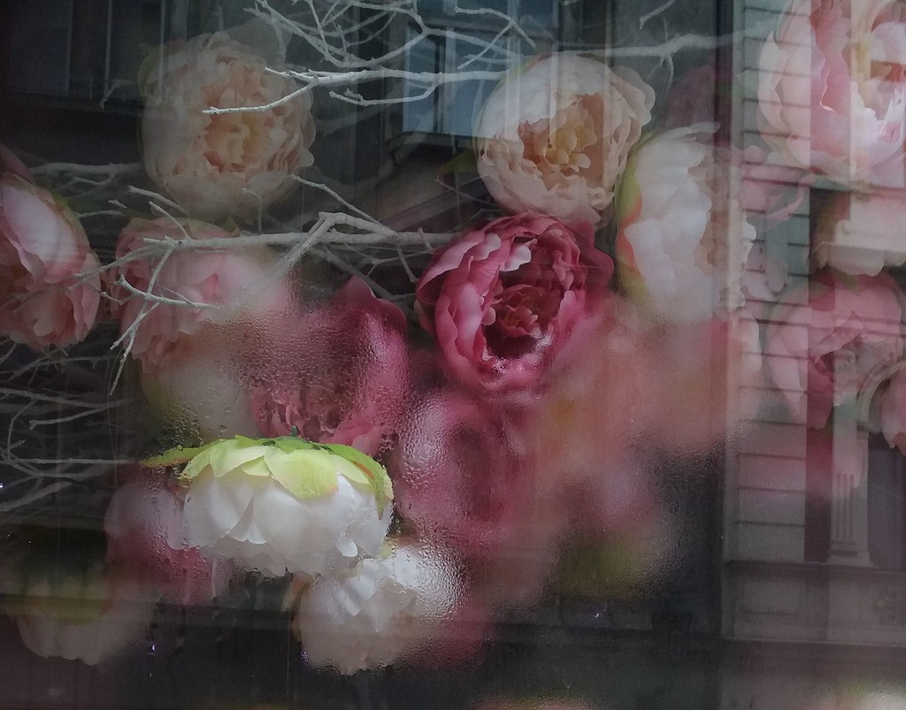Window Full of Peonies. by kclaire
