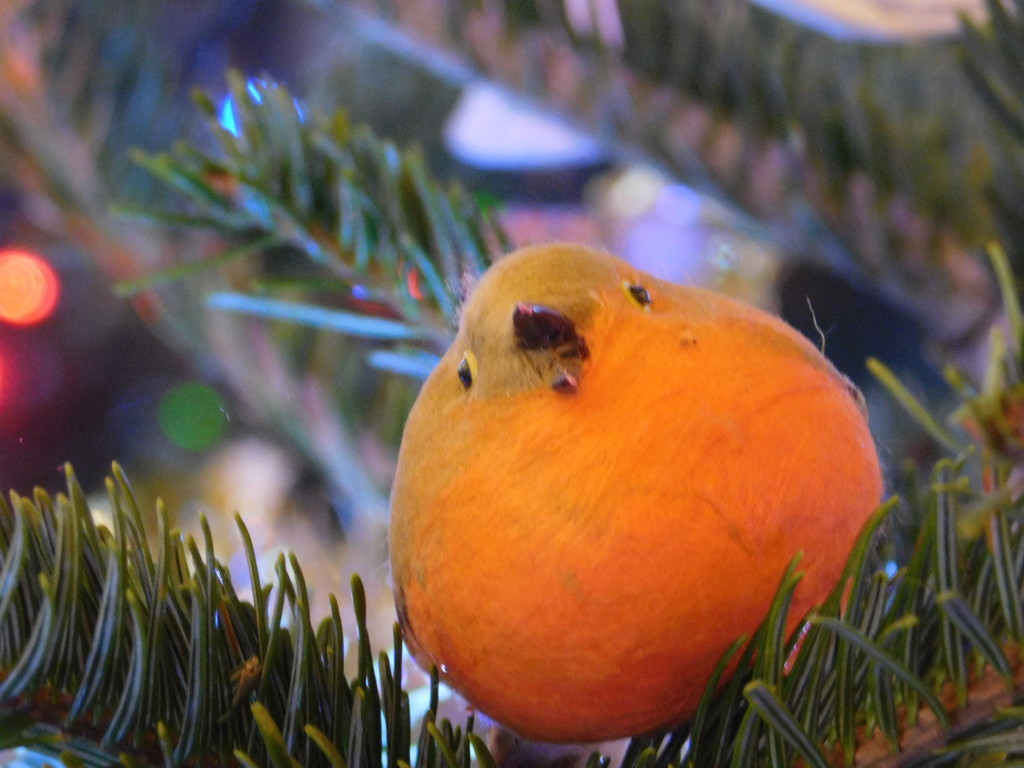 Cheeky chappie on our tree! by 365anne