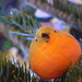 Cheeky chappie on our tree! by 365anne