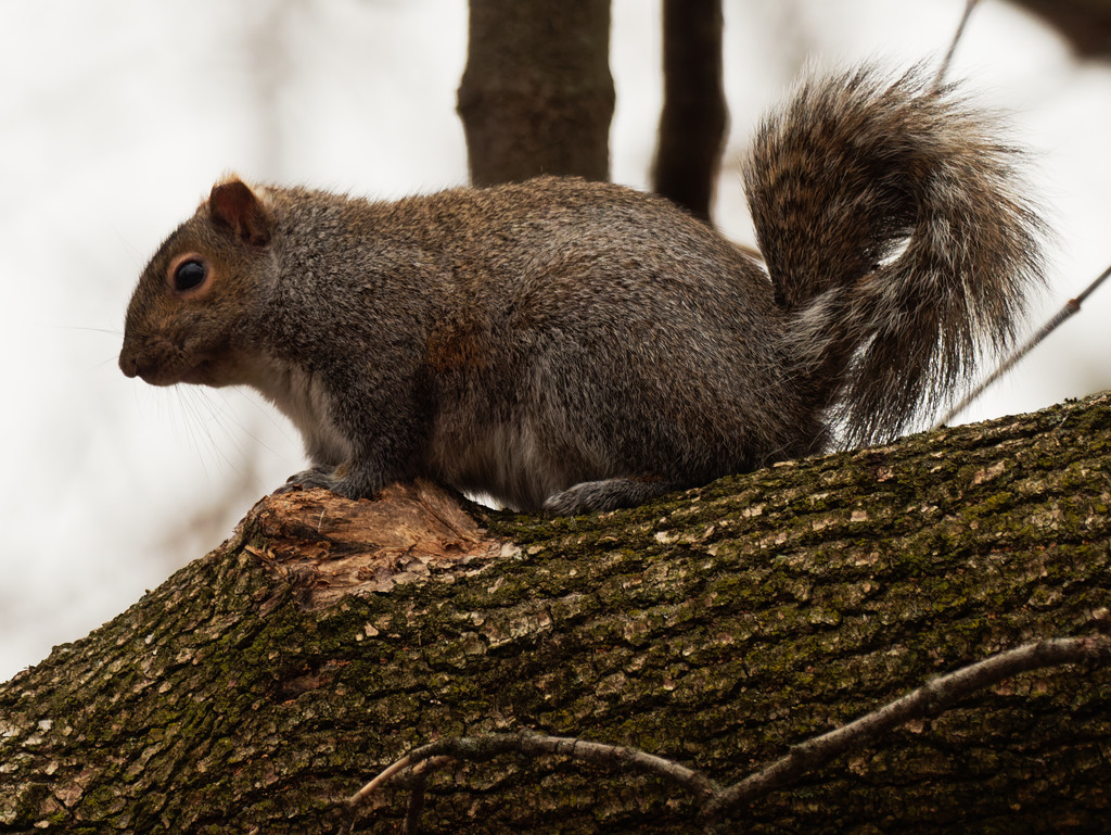 Eastern gray squirrel by rminer