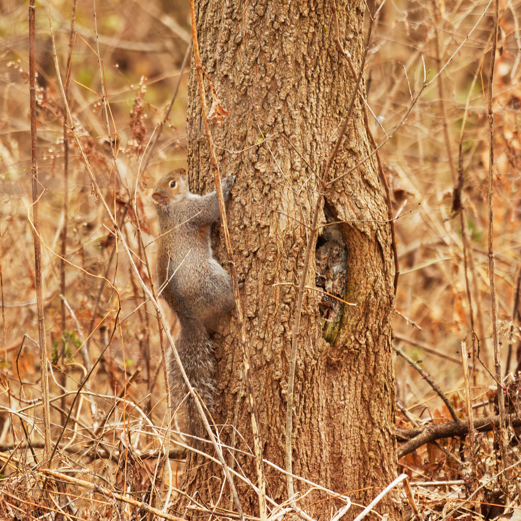 eastern gray squirrel on the side of a tree by rminer
