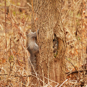 19th Dec 2020 - eastern gray squirrel on the side of a tree