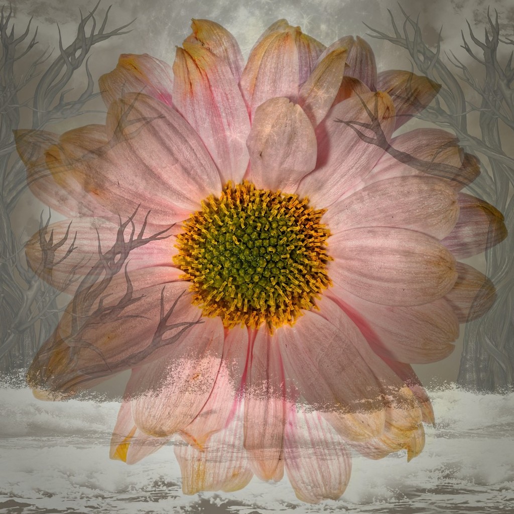 1219 - Flower in the forest by bob65