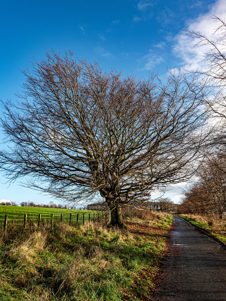 Tree by the path by frequentframes