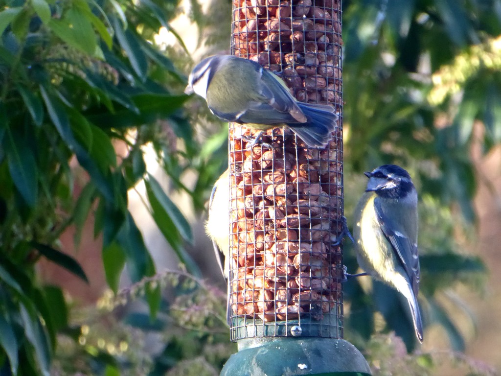 Breakfast time for the Tits by snowy