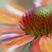 Echinacea by shepherdmanswife