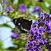   Common Crow Butterfly ~  by happysnaps