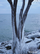 19th Dec 2020 - Wrapped Up Trees - In Ice!