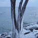 Wrapped Up Trees - In Ice! by selkie
