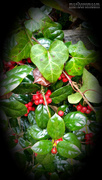 20th Dec 2020 - Painted holly and ivy...