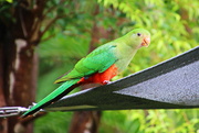 14th Dec 2020 - Baby King Parrot