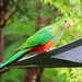 Baby King Parrot by terryliv