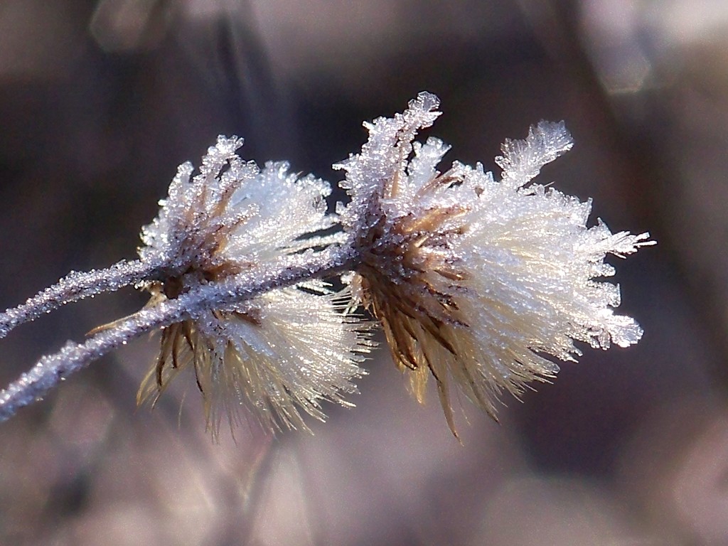 Frosted Pityopsis graminifolia... by marlboromaam