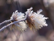 20th Dec 2020 - Frosted Pityopsis graminifolia...
