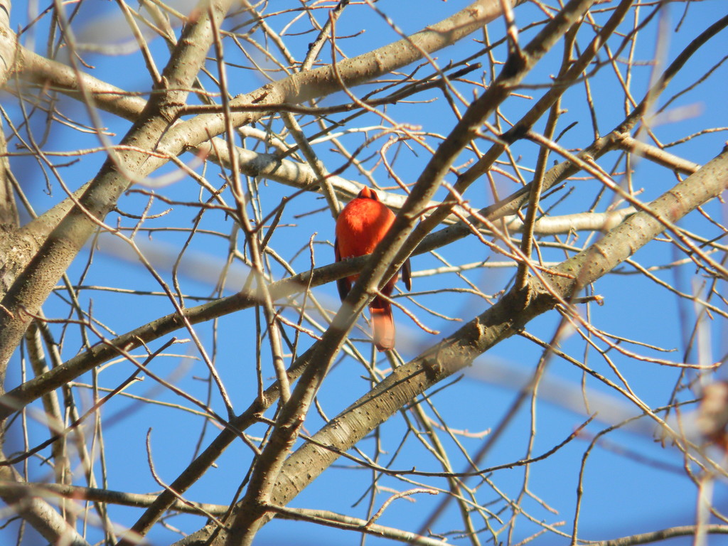 Cardinal in Tree  by sfeldphotos