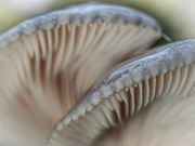 19th Dec 2020 - Winter mushrooms