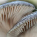 Winter mushrooms by haskar