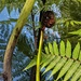 And another tree fern by sandradavies