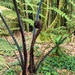 tree fern in the garden by sandradavies