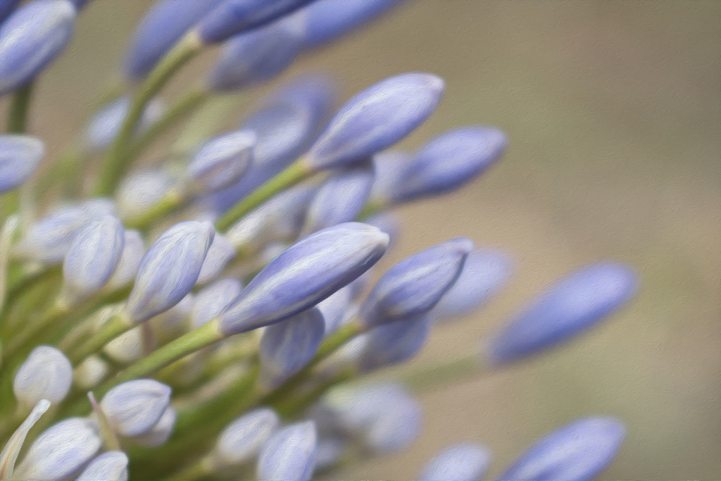 Agapanthus by kgolab