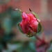 December rosebud by quietpurplehaze