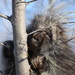Baby Porcupine. by bigdad