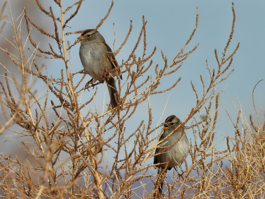 Sparrows by janeandcharlie