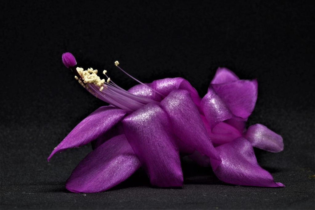 christmas cactus pollen by christophercox