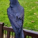 Raven with clipped wings by boxplayer