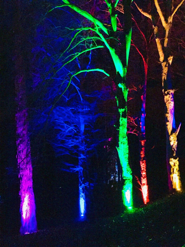 Xmas lights  by lilaclisa