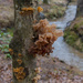 Attractive Fungus by timerskine