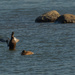 American black duck showing off wings by rminer