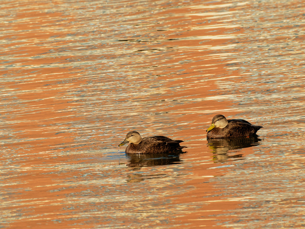 American black ducks swimming through reflections by rminer