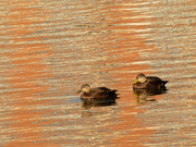 20th Dec 2020 - American black ducks swimming through reflections
