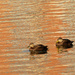 American black ducks swimming through reflections by rminer