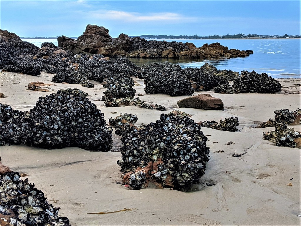 Oysters on rocks by sandradavies