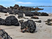 19th Dec 2020 - Oysters on rocks