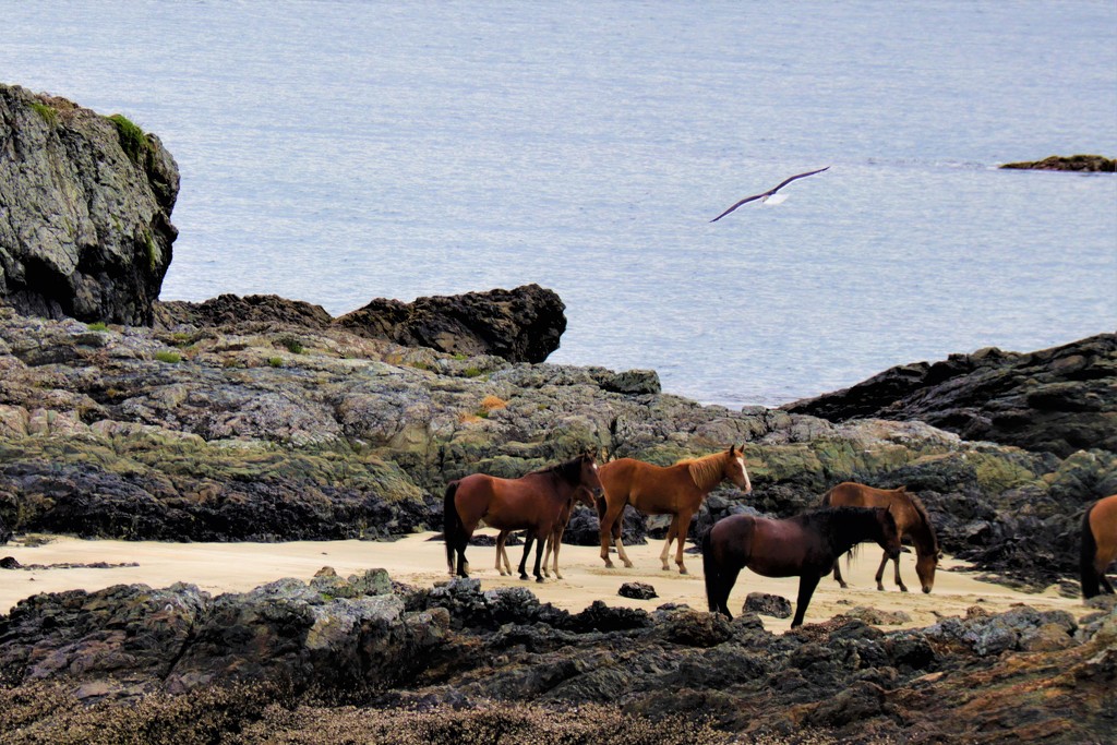 Wild Horses by sandradavies